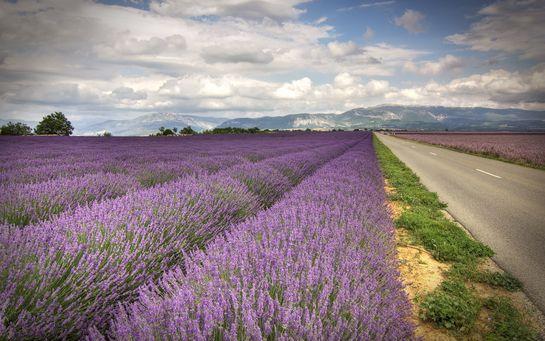 parfums à la lavande 